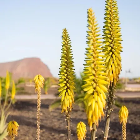 公寓 Luxury La Tejita